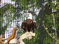 DuPage Forest Preserve Eagle Rehab