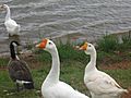 Ducks at Gordon Lake IMG 0720