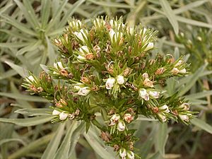 Echium brevirame (Cueva del Belmaco) 01.jpg