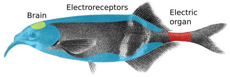 Electroreception system in Elephantfish