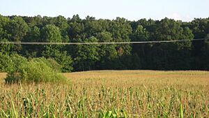 Ennis Site with cornfield