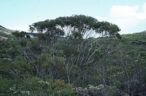 Eucalyptus aquilina habit (cropped).jpg