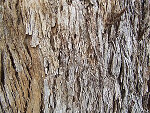 Eucalyptus bark