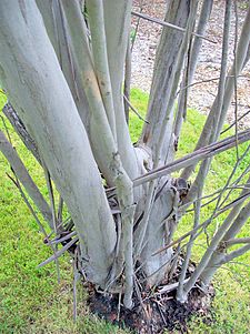 Eucalyptus kybeanensis base