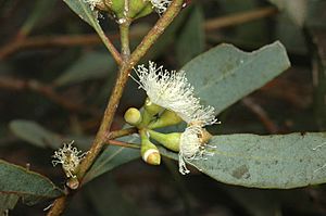 Eucalyptus polybractea buds