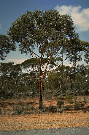 Eucalyptus stricklandii.jpg