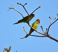 Eupsittula canicularis, Guacalillo, Costa Rica 2