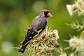 European Goldfinch Jispa Himachal Pradesh 2013