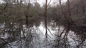 Fishpond Wood lake