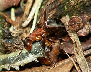 ForrmicaRufaWithCaterpillar