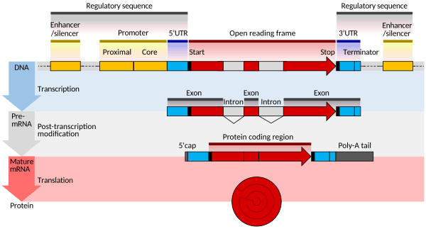 Gene structure eukaryote 2 annotated
