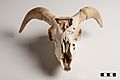 Goat skull-FMVZ USP-18