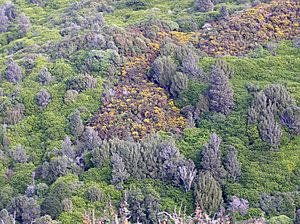 Gorse colonising disturbed areas 2