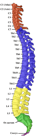 Gray 111 - Vertebral column-coloured