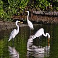 Great egrets, Ardea alba, fishing