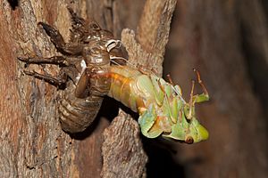 Green grocer cicada molting