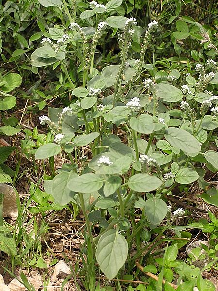 Heliotropium europaeum 2004-10-xx-p1010074