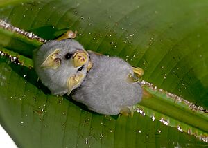 Honduran White Bat (49549335098)