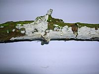 Hyphodontia sambuci Eglinton