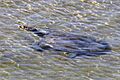 Indian softshell turtle (Nilssonia gangetica) Babai River