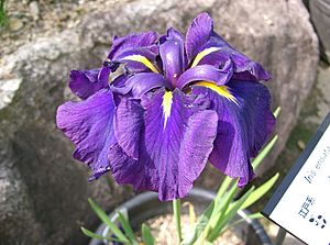 Iris ensata var ensata2.jpg
