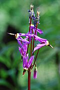 Jeweled Shooting Star (Dodecatheon amethystinum) 2.jpg