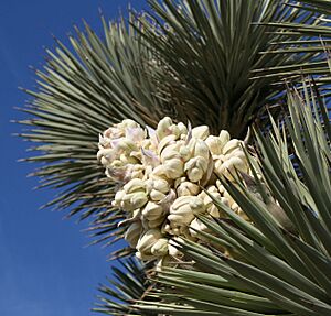 Joshua Tree Panicle 1