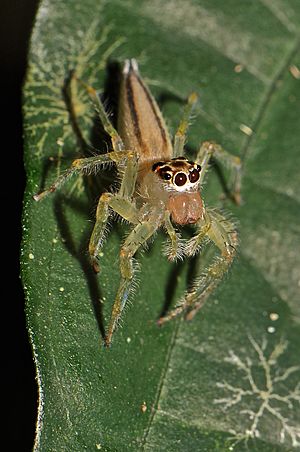 Jumping spider Facts for Kids