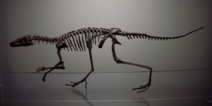 Lagosuchus Talampayensis.png