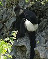 Langur de Delacour
