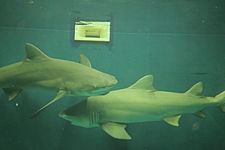 Lemon sharks from the National Marine Aquarium, Plymouth UK 