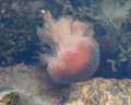 Lion's mane jellyfish swimming side view
