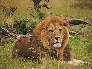 Lions @ Maasai Mara (20792033896)