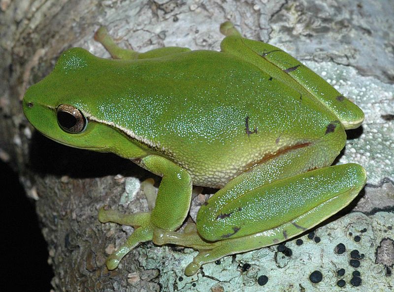Litoria phyllochroa (8)