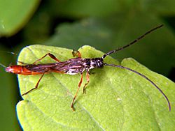 Longhorn beetle Necydalis melita.jpg