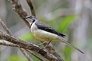 Madagascar wagtail (Motacilla flaviventris).jpg