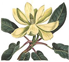 Magnolia fraseri - Curtis