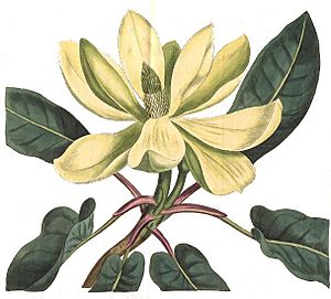 Magnolia fraseri - Curtis.jpg