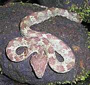 Malabar pit viper