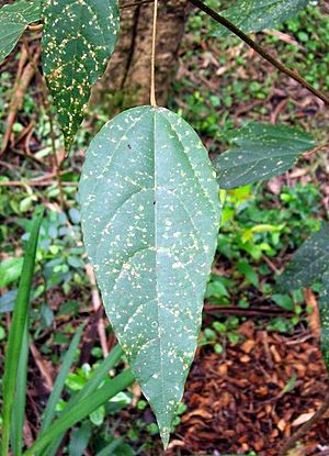 Mallotus discolor leaf.jpg