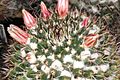 Mammillaria karwinskiana ssp collinsii pm 1