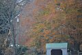 Maple Roads through the trees