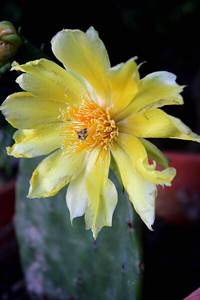 Mature pad with flower