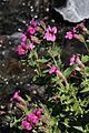 Mimulus lewisii 8189
