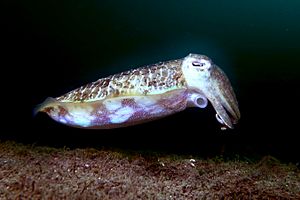Mourning cuttle