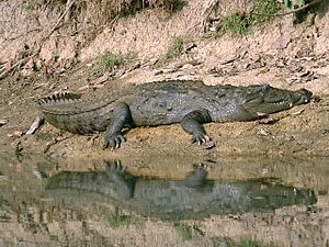 Mugger Chitwan-2
