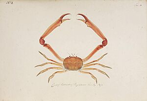 Naturalis Biodiversity Center - RMNH.ART.5 - Carcinoplax longimana (De Haan, 1833) - Kawahara Keiga