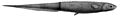 Notacanthus sexspinis1