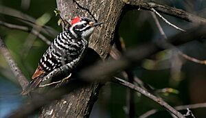 NuttallsWoodpecker-28MAR2016