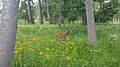 Open Woodland in Illinois United States